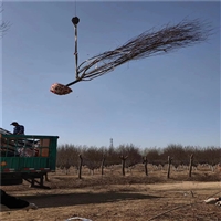 11公分西府海棠价格 8公分西府海棠价格 西府海棠批发价格