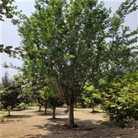 23公分西府海棠价格 8公分西府海棠价格 菏泽哪里海棠多