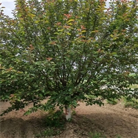 11公分西府海棠价格 12公分西府海棠价格 西府海棠土球价格