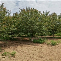 7公分西府海棠价格 6公分西府海棠价格 丛生西府海棠价格