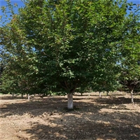 25公分西府海棠价格 26公分西府海棠价格 西府海棠地径价格