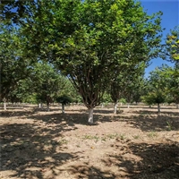 25公分西府海棠价格 26公分西府海棠价格 西府海棠价格表