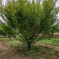 7公分西府海棠价格 18公分西府海棠价格 西府海棠每棵160元