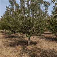 25公分西府海棠价格 12公分西府海棠价格 西府海棠小苗价格