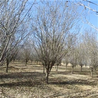 5公分西府海棠价格 8公分西府海棠价格 西府海棠原生冠价格