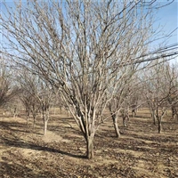 23公分西府海棠价格 30公分西府海棠价格 西府海棠价格更新