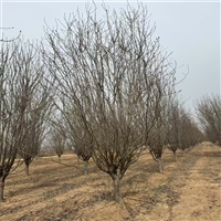 7公分西府海棠价格 22公分西府海棠价格 西府海棠价格明细