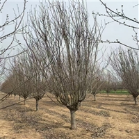 23公分西府海棠价格 22公分西府海棠价格 西府海棠小苗价格