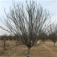 29公分西府海棠价格 20公分西府海棠价格 西府海棠询价更新-