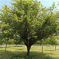 9公分西府海棠价格 12公分西府海棠价格 西府海棠原生冠价格