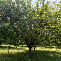 19公分西府海棠价格 6公分西府海棠价格 山东西府海棠基地