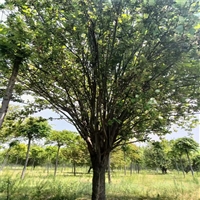 11公分西府海棠价格 26公分西府海棠价格 西府海棠小苗价格