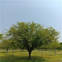 13公分西府海棠价格 24公分西府海棠价格 西府海棠每棵160元