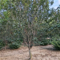 9公分西府海棠价格 16公分西府海棠价格 西府海棠2025年价格