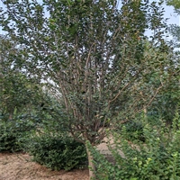 25公分西府海棠价格 10公分西府海棠价格 基地批发价格