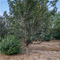 15公分西府海棠价格 18公分西府海棠价格 西府海棠地径价格