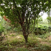 23公分西府海棠价格 26公分西府海棠价格 西府海棠全冠价格