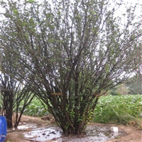 25公分西府海棠价格 30公分西府海棠价格 丛生西府海棠价格