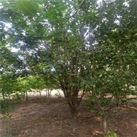 3公分西府海棠价格 18公分西府海棠价格 基地批发价格