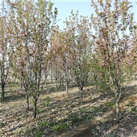 13公分西府海棠价格 12公分西府海棠价格 西府海棠菏泽产地