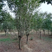 21公分西府海棠价格 14公分西府海棠价格 山东西府海棠基地