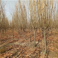 17公分西府海棠价格 22公分西府海棠价格 西府海棠批发价格