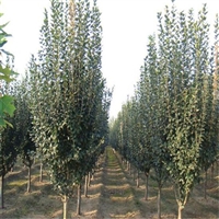 29公分西府海棠价格 28公分西府海棠价格 西府海棠土球价格