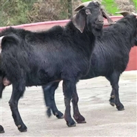 新手黑山羊养殖从零开始规划方案