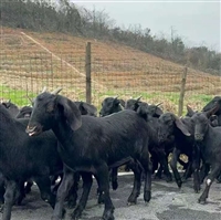 广东养羊遇大挑战，湘美黑山羊扛住大降温