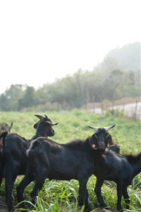 黑山羊品种选育：提升养羊效益的源头