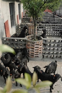 00后都开始规模化养羊了，看看我们给江西客户发货的羊