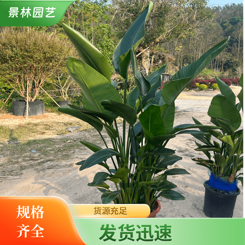 景林 鹤望兰 天堂鸟 假植苗 袋苗 各种规格都有 基地