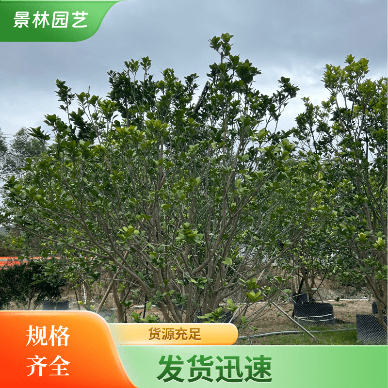 香泡树 香柚 假植苗 庭院景观树 别墅绿化 绿化果树