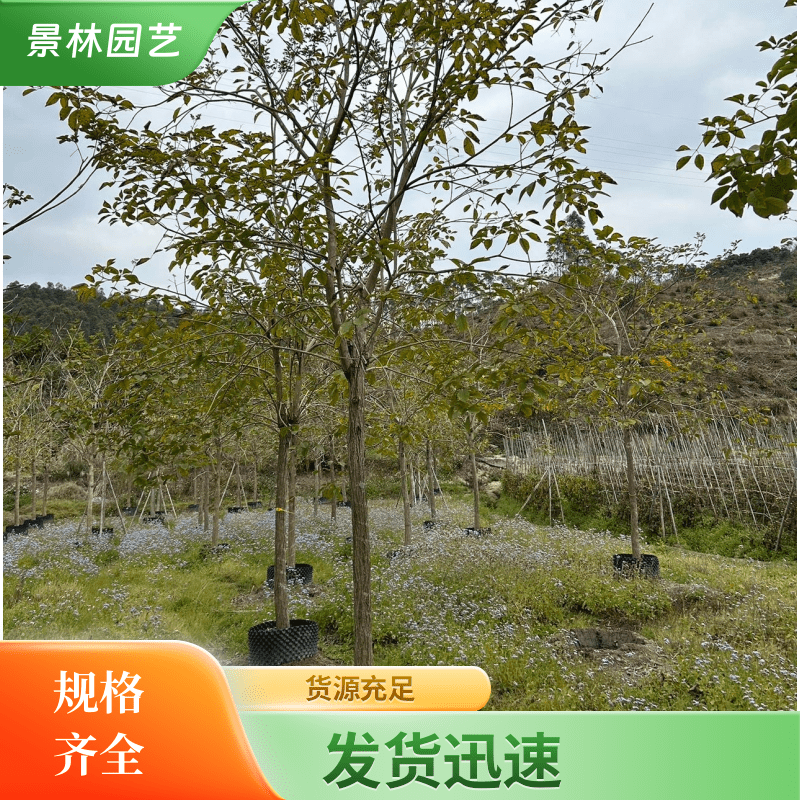 景林 黄花风铃木 多花黄花风铃木 少花黄花风铃木 园林景区行道风景树