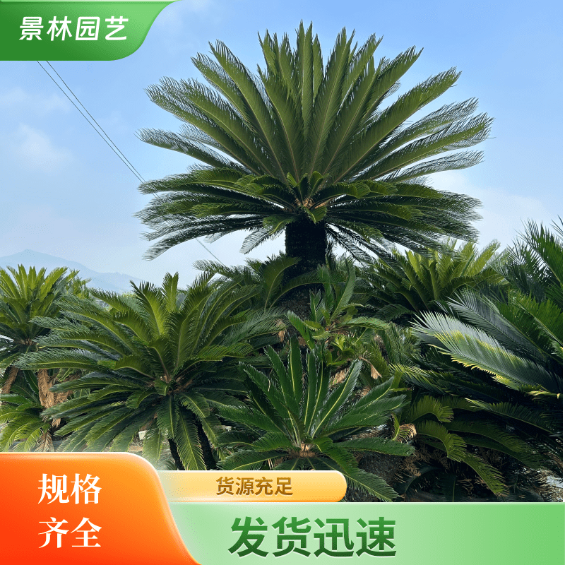 苏铁 铁树假植苗 城市道路风景绿化树 树形优美 保质保量