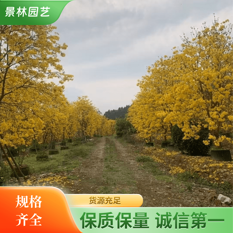 8-25公分黄花风铃木 少花风铃木 多花风铃木 丛生风铃木 巴西风铃木