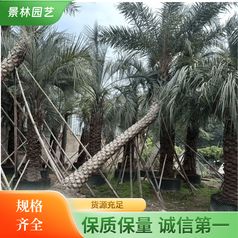 银海枣 中东海枣树 棕榈科海枣 移植苗 弯杆银海枣 弯杆中东海枣树