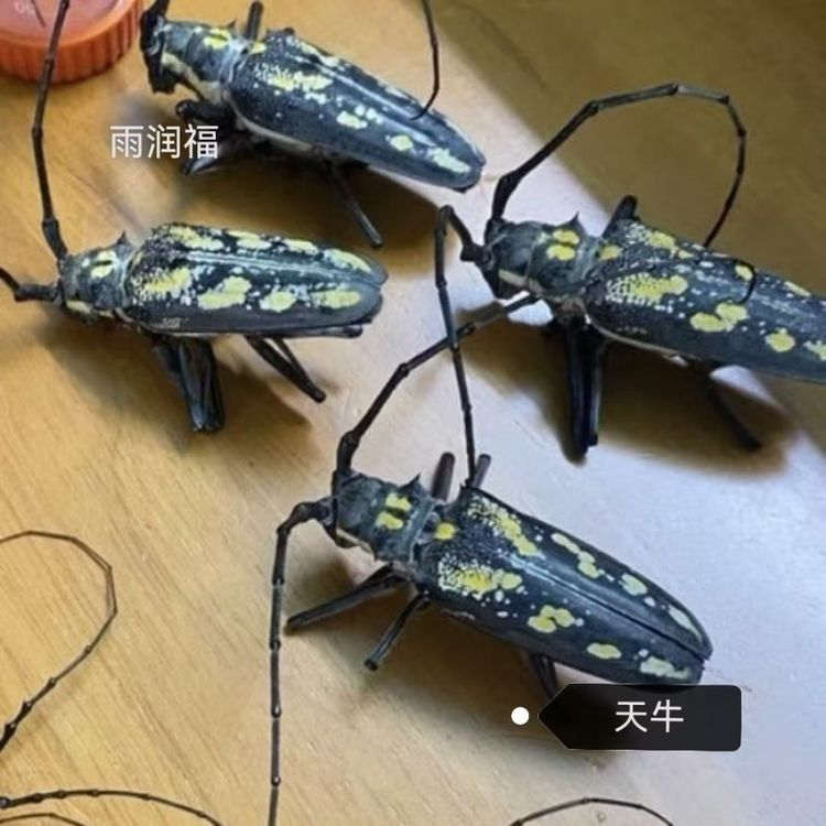 包邮中药材 金茶花 原色人工精选烘干泡水佳品供应各种草药