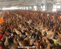 冕宁评估机构果园果树价值评估