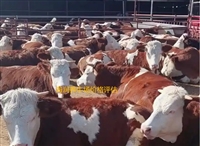 冕宁评估机构岔景风景树价格评估