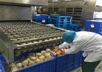 丽星酸辣粉工厂专用设备 日产15吨块状粉丝机加工流程