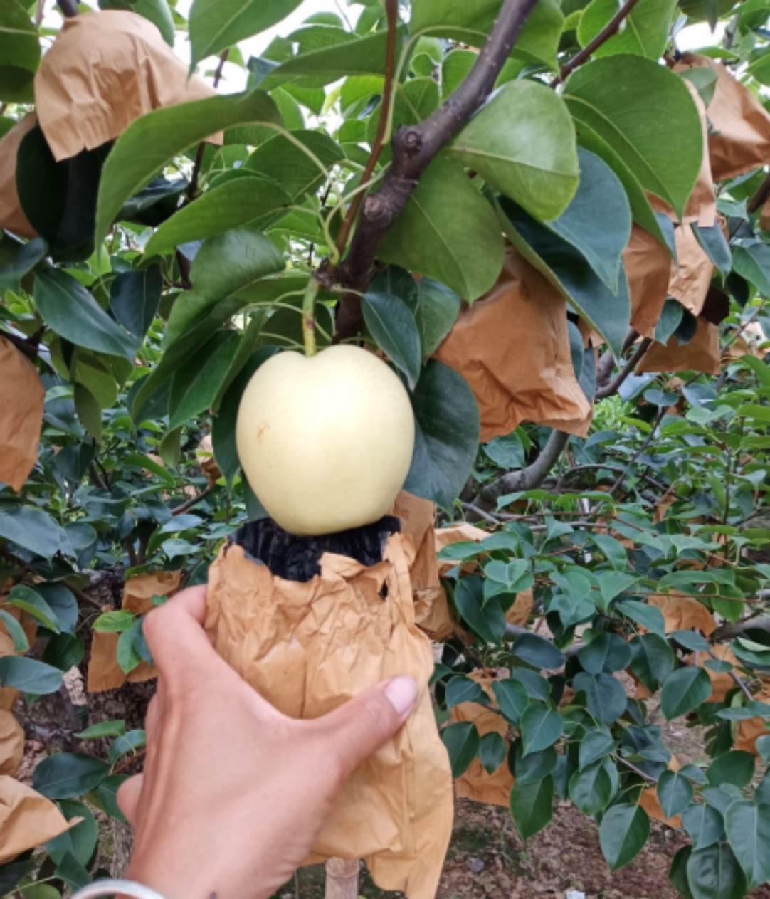 供应三层水果专用套袋防虫防菌复合结构透气不掉色梨子蔬菜套批发