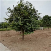 精品树造型女贞 23公分大叶女贞价格 6公分大叶女贞价格