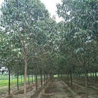 大叶女贞价格表 15公分大叶女贞价格 12公分大叶女贞价格