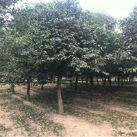 山东大叶女贞基地 15公分大叶女贞价格 30公分大叶女贞价格