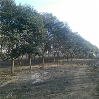 大叶女贞菏泽产地 17公分大叶女贞价格 16公分大叶女贞价格