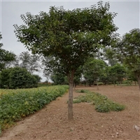 大叶女贞价格表 27公分大叶女贞价格 24公分大叶女贞价格