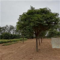 大叶女贞截杆发帽价格 13公分大叶女贞价格 14公分大叶女贞价格