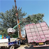 大叶女贞产地 5米高丛生女贞价格 4米高丛生女贞价格