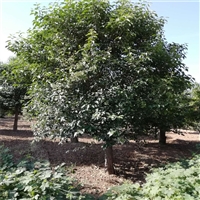 大叶女贞产地 5公分大叶女贞价格 22公分大叶女贞价格